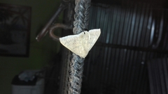 Ophisma