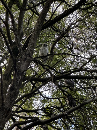 View observation of {o.common_name} on iNaturalist