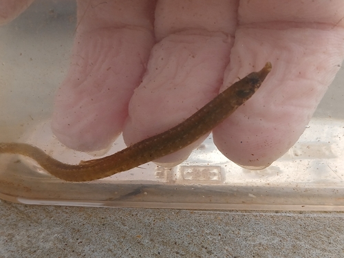 Belly pipefish (Hippichthys heptagonus) — Syngnathidae — 3