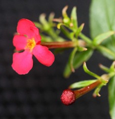 Rovaeanthus strigosus