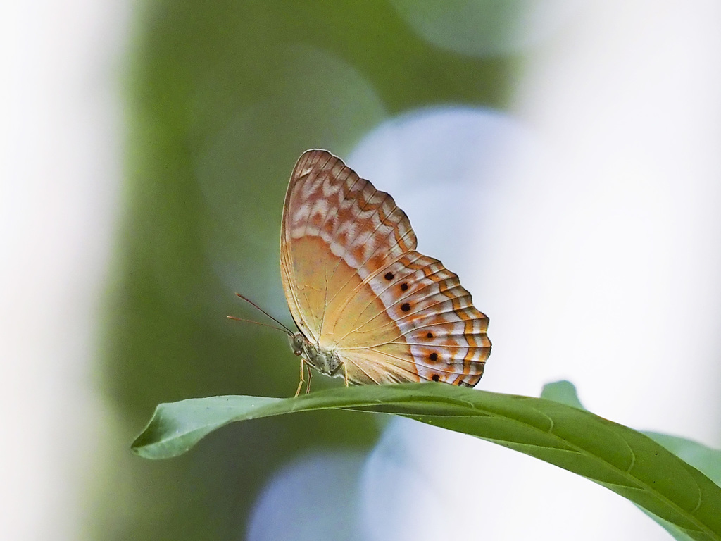 Cirrochroa eremita