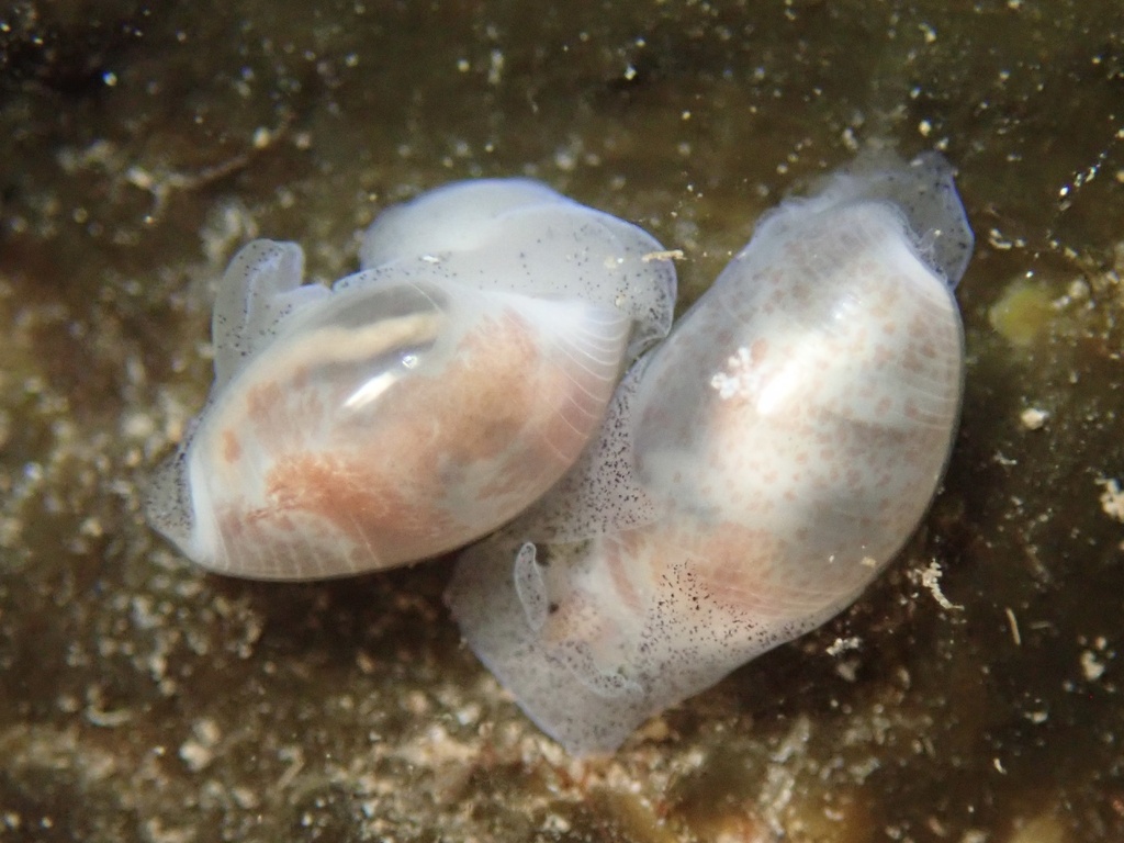 Atys semistriatus