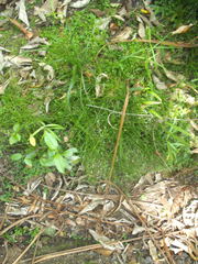 Isolepis inundata