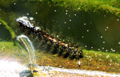 Lepidoptera