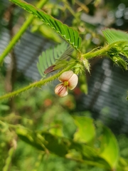 Aeschynomene americana