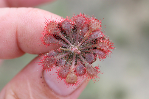 Drosera cayennensis