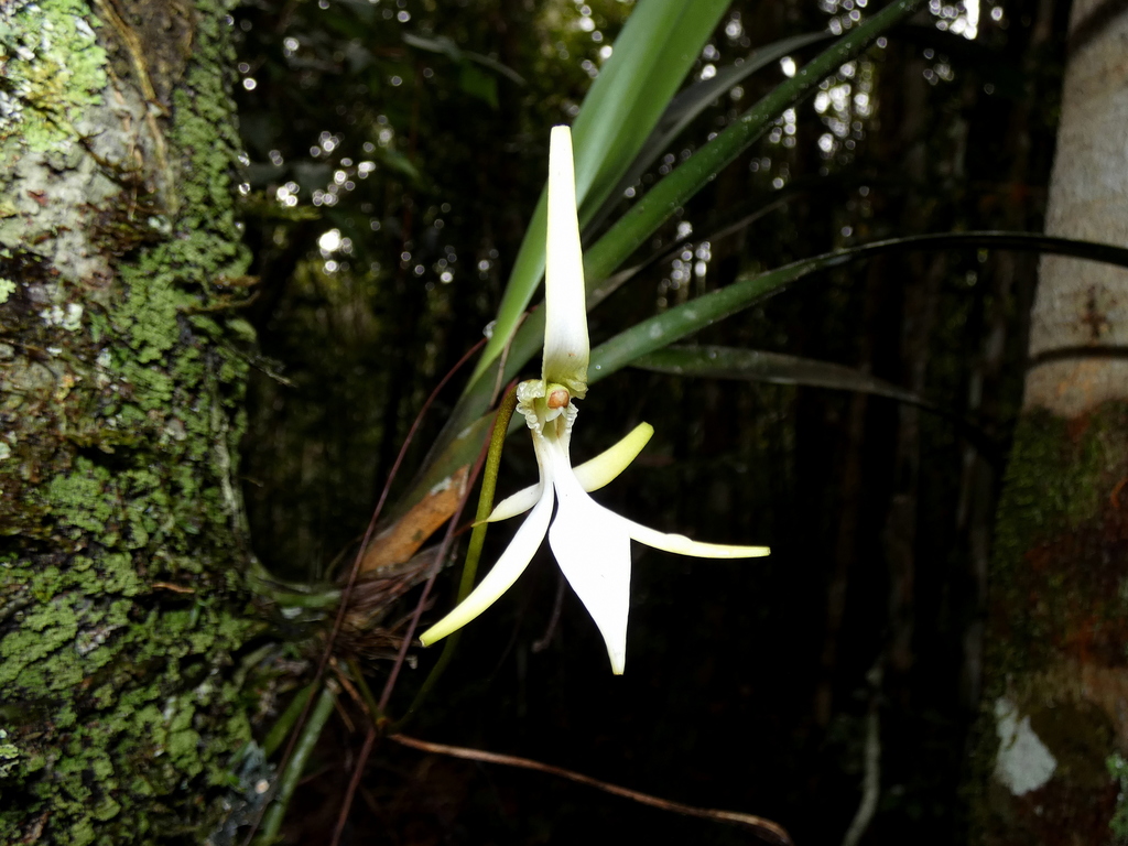 Jumellea stenophylla; photograph (c) Kai Squires, some rights reserved (CC BY)
