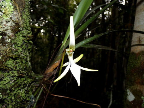 Jumellea stenophylla