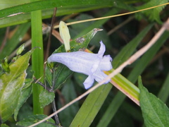 Strobilanthes dalzielii