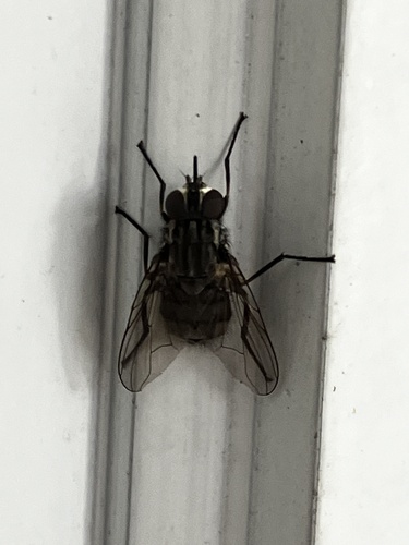 Unknown species found near Vermont, US
