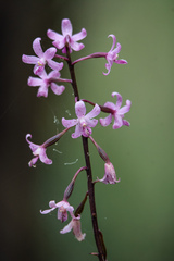 Dipodium roseum, photograph (c) Alan Bell, some rights reserved (CC BY)