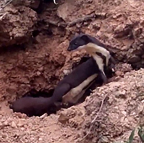 Amazon Weasel (Neogale africana) — Data Deficient Mammalia