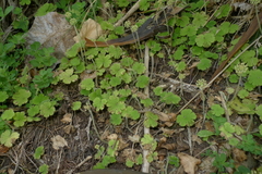 Hydrocotyle elongata
