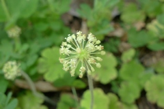 Hydrocotyle elongata