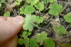 Hydrocotyle elongata
