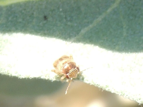 Coridromius, 2025-11-08