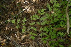 Pteris saxatilis