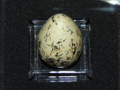Jerdon's Courser photo 2