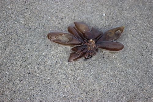 Sea Sacks (Halosaccion glandiforme)