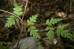 Pteris saxatilis