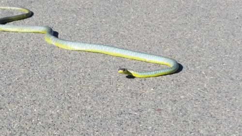 Common Tree Snake sighting
