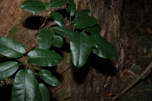 Ficus henneana, photograph 1