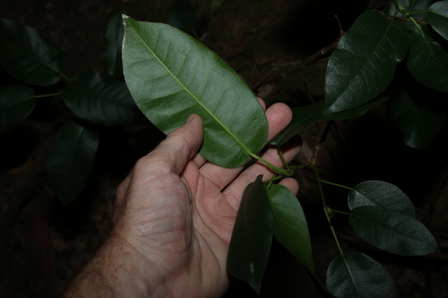 Ficus henneana, photograph 2