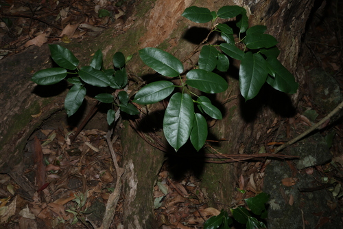 Deciduous fig (Ficus henneana)