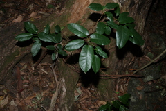 Ficus henneana