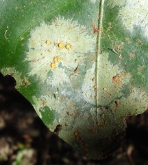 Coenogonium fallaciosum