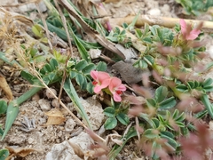 Indigofera linnaei
