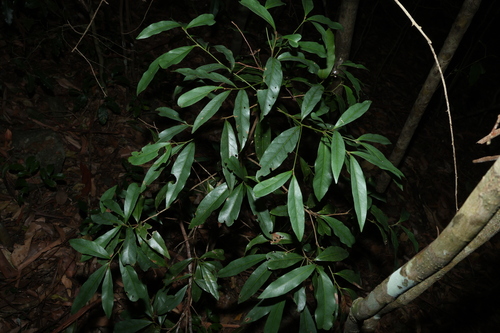 Grey Walnut (Beilschmiedia elliptica)