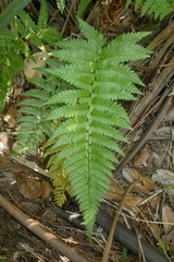 Polystichum wawranum