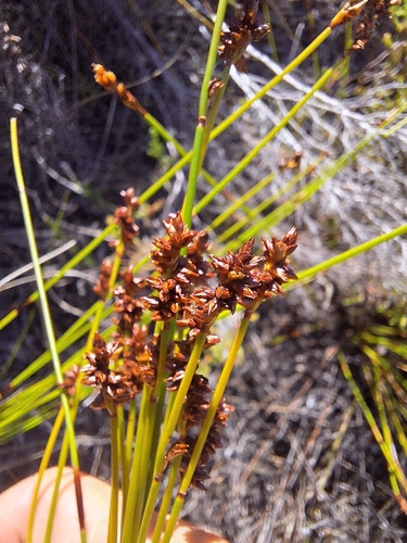 Bractless Deckreed (Elegia ebracteata)