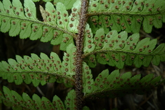 Polystichum wawranum