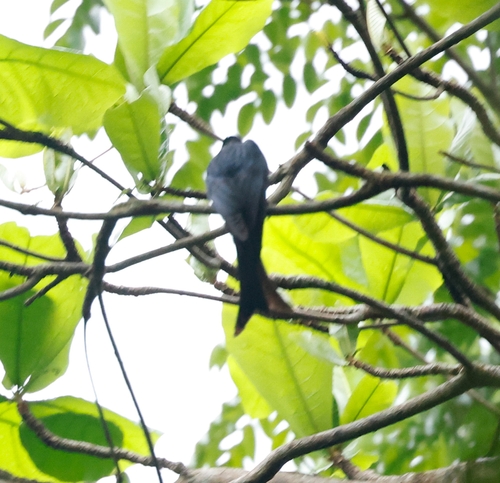 Drongo à gros bec (Dicrurus annectens)