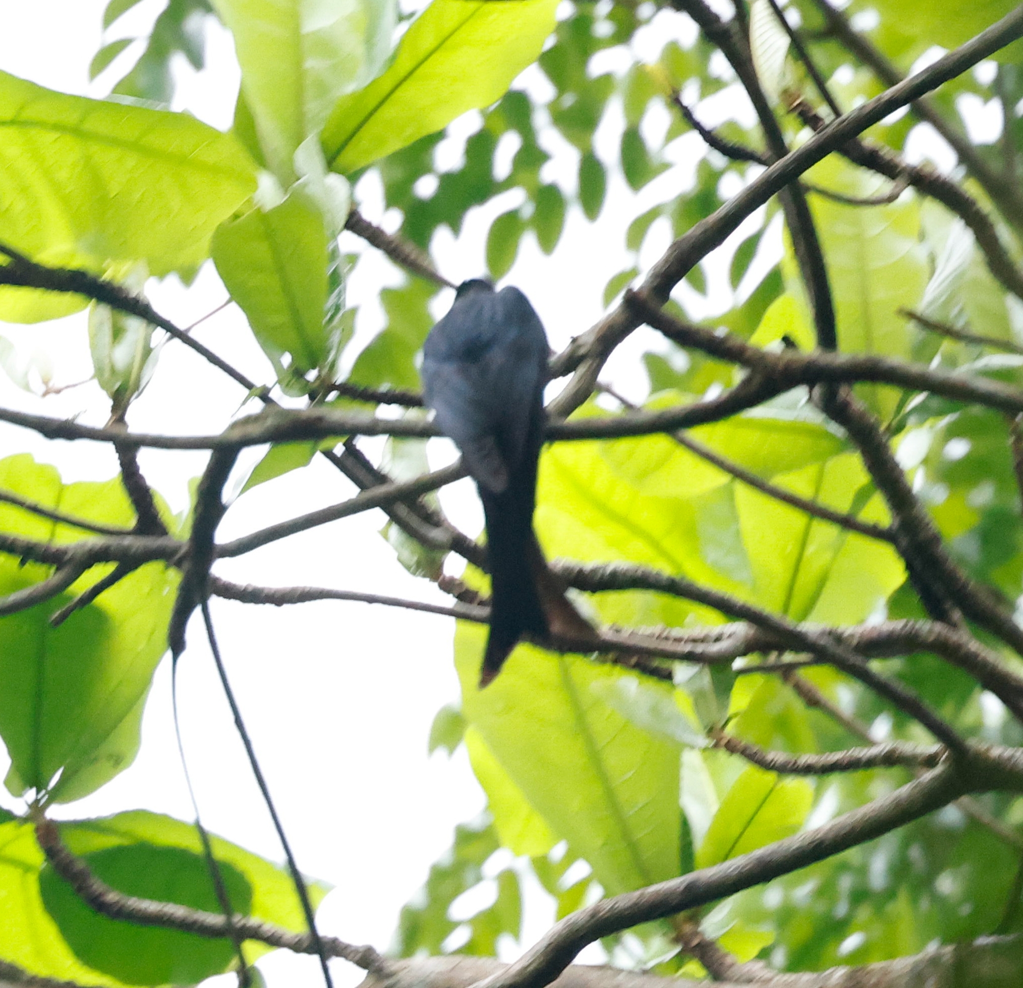 Crow-billed Drongo (Dicrurus annectens), photo 5