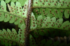 Polystichum wawranum