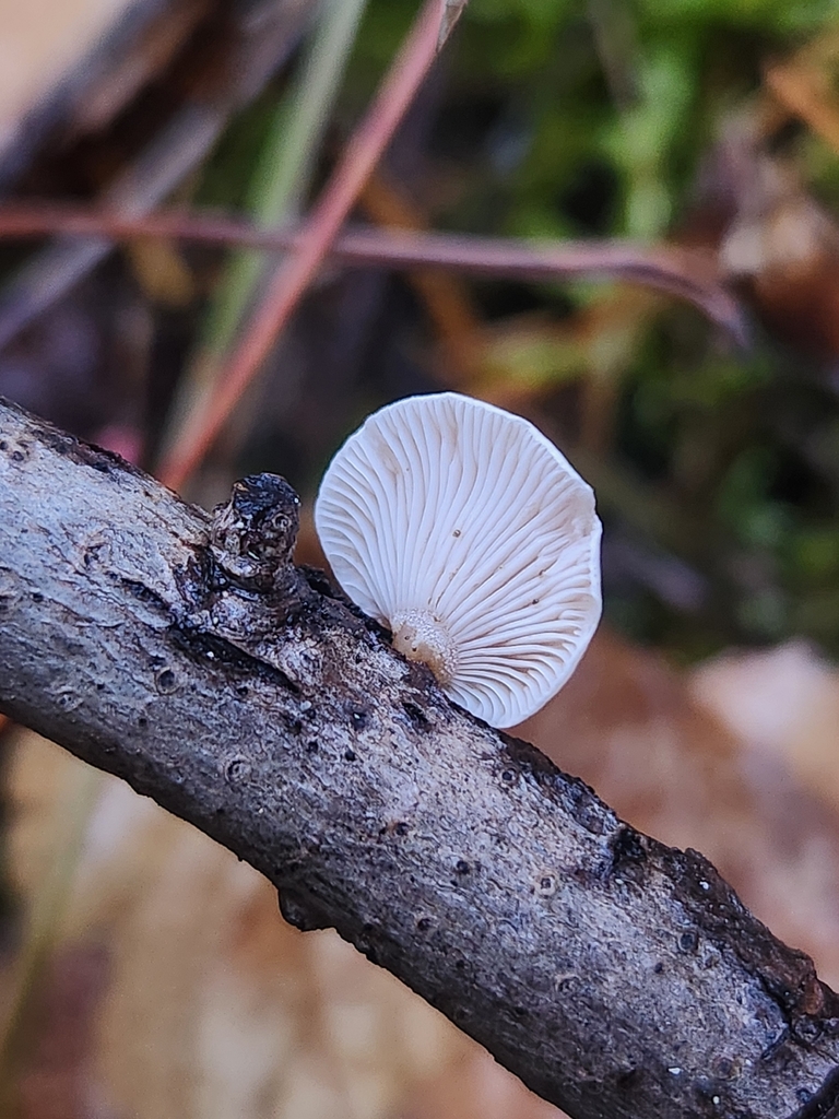Panellus mitis · November 2025 · photo: © lytiic (iNaturalist, cc-by-nc)