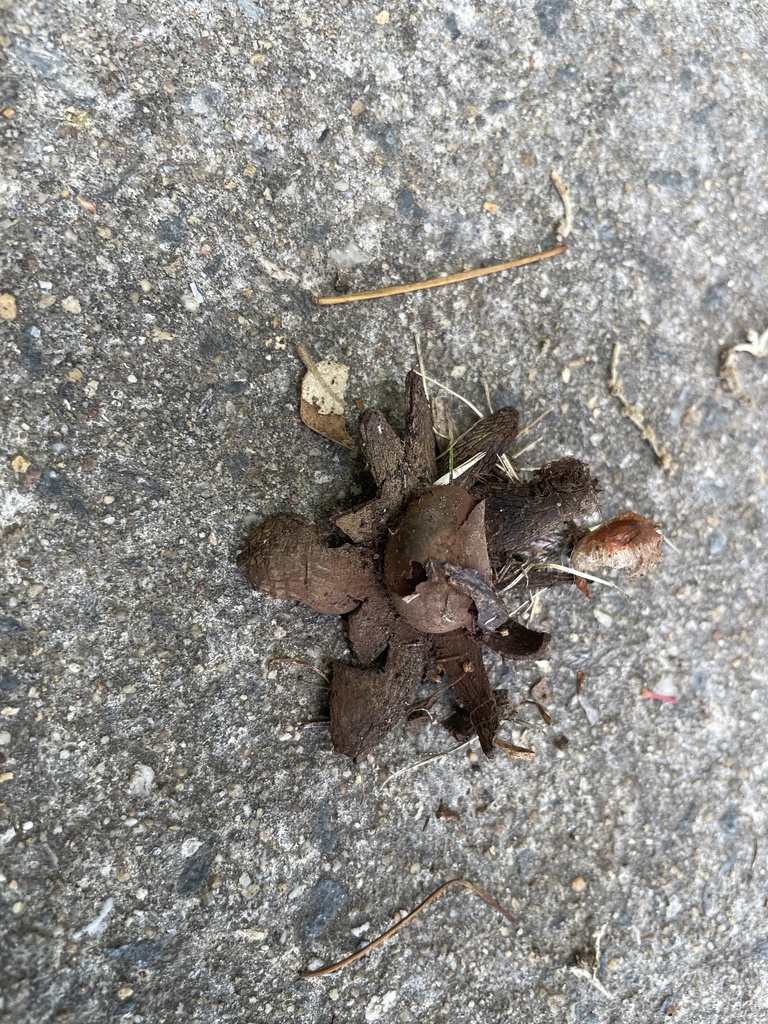 Astraeus hygrometricus · November 2025 · photo: © rosawoodsii (iNaturalist, cc-by)