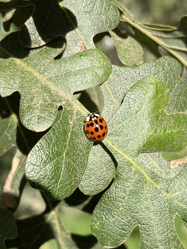 Asian Lady Beetle