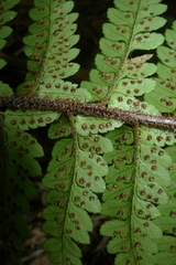 Polystichum wawranum