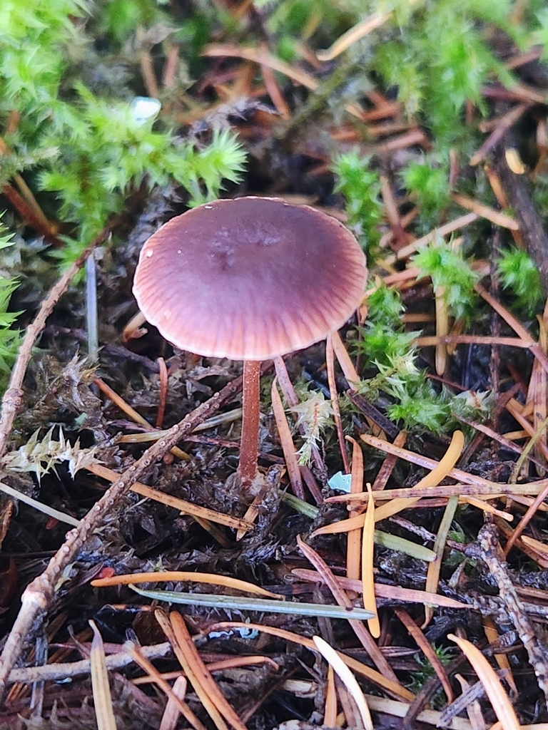 Gymnopus sp. 'CA01'