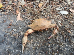 Callinectes rathbunae