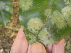 Coenogonium fallaciosum