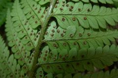 Polystichum wawranum