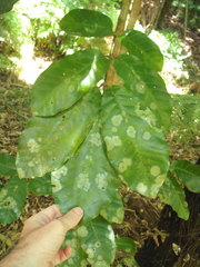 Coenogonium fallaciosum