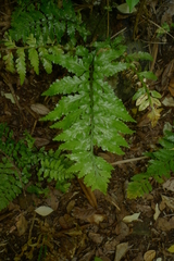 Asplenium lamprophyllum