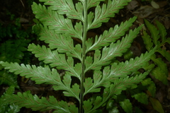 Asplenium lamprophyllum
