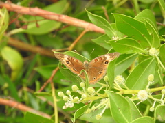 Junonia neildi varia